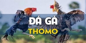 đá gà thomo c3