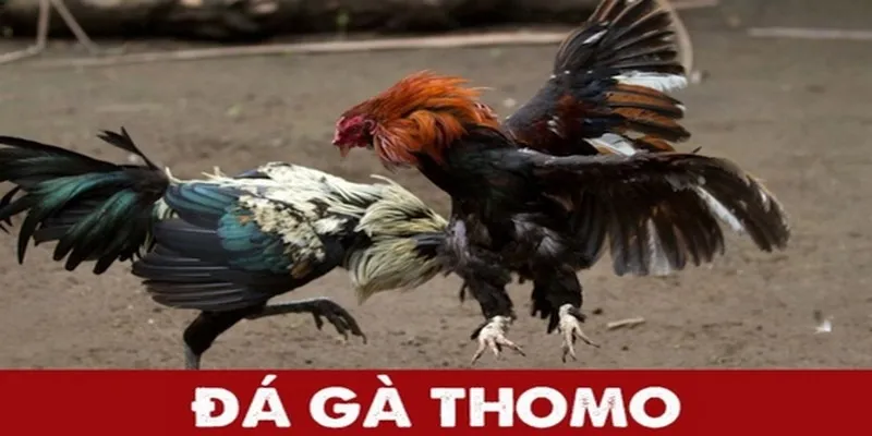 Giới thiệu đôi nét cơ bản về đá gà thomo c3